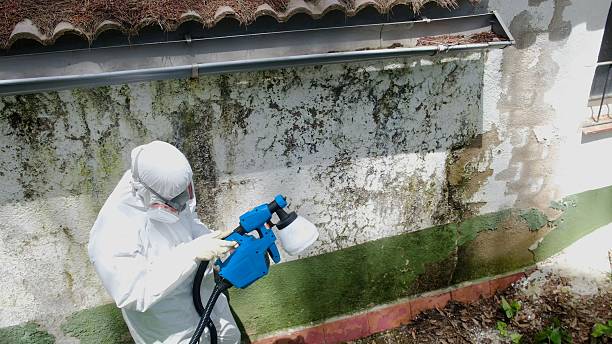 Top rated local Mold Remediation specialists in Stonegate, CO